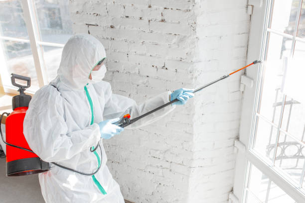 Why You Should Choose Our Mold Remediation Services in Middletown, NY